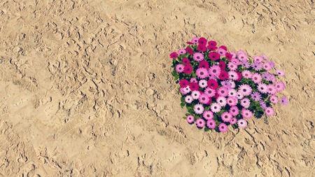 Heart-shaped flower-garden among a desertの写真素材