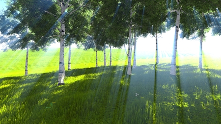 Birch grove edge in spring 3の写真素材