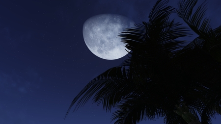 Palm tree silhouette against night sky with a crescentの写真素材