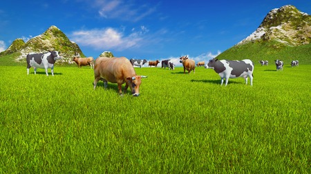 Dairy cows graze on a verdant alpine pasture at sunny day. Mountain peaks and blue sky on the backgroundの写真素材