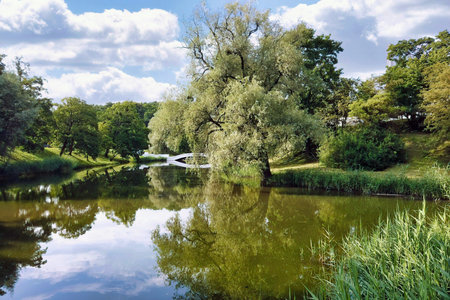 City park with old lush green tree and reed thickets on overgrown bank of pond reflected in calm...