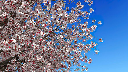 Close up of japanese sakura cherry tree in full blossom against clear blue sky background at spring...