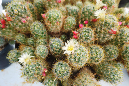 Close up of small potted houseplant cactus mammillaria with sharp needles and tender flowers. Beautiful macro shot natural background.の写真素材