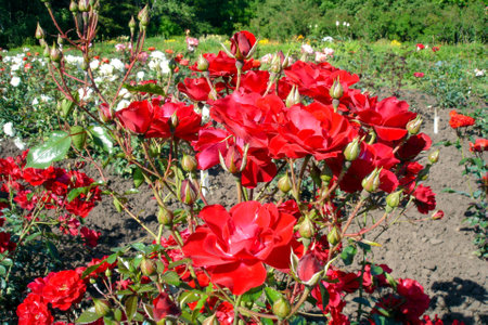 Closeup shot of lush blooming red rose flowers and buds on a bush outdoors on flowerbed in roses garden at sunny summer day. With no people beautiful natural background.の写真素材