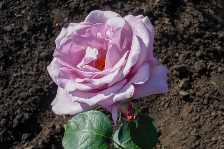 Close-up shot of single pink rose flower on a bush outdoor on flowerbed in roses garden at sunny spring day. With no people beautiful springtime season natural background.の写真素材