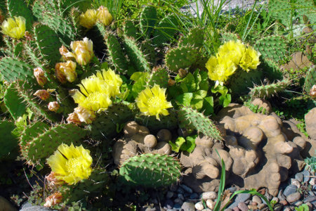 Close-up yellow flowers of lush blooming opuntia prickly pear cactus on flowerbed in botanical garden of desert plants at sunny spring day. With no people springtime season natural background.の写真素材