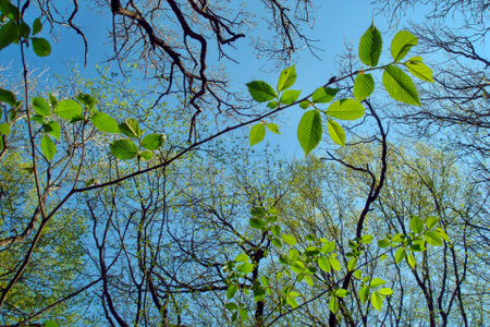 Look up at fresh green elm tree leaves and branches against clear blue sky background at sunny spring day. With no people beautiful springtime season natural scenery.の写真素材