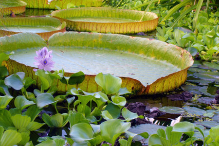 Closeup of large flat green leaves of Water lily or other exotic tropical aquatic plants on water surface in botanical garden pond. With no people beautiful springtime season natural background.の写真素材