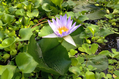 Close-up shot of light violet Water lily flower among lush green leaves on water surface in botanical garden decorative pond. With no people beautiful springtime season natural background.の写真素材