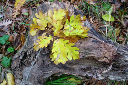 Closeup top view of fallen oak branch with lush yellow autumn leaves lying on tree stump in deciduous forest at sunny October day. With no people beautiful autumnal season natural background.の写真素材