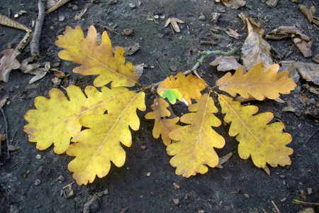Close-up top view of fallen oak branch with lush yellow autumn leaves lying on ground in deciduous forest at sunny October day. With no people beautiful autumnal season natural background.の写真素材