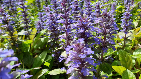 Extreme closeup shot purple flowers of lush blooming Bugleweed or Ajuga reptans ornamental plant blooms all over flowerbed in spring garden at sunny day. With no people springtime natural background.の写真素材