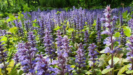 Close-up shot purple flowers of lush blooming Blue bugle or Ajuga reptans ornamental plant blooms all over flowerbed in spring garden at sunny day. With no people springtime season natural background.の写真素材