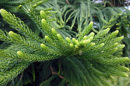 Close up evergreen conifer plant branch Araucaria heterophylla or Norfolk pine with fresh green needles in botanical garden. Beautiful springtime leaves texture natural background.の写真素材