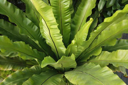 Close up lush Bird's nest fern or Asplenium nidus houseplant with fresh green leaves, decorative indoor plant in garden. Beautiful springtime fern fronds texture natural backgroundの写真素材