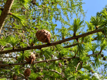 Close up young fresh Larch tree or Larix decidua branch with pine cones and lush green needles against blue sky at sunny spring day. Beautiful springtime natural background, macro.の写真素材