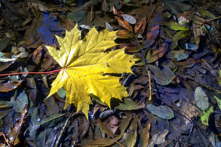 Closeup of single bright yellow fallen maple leaf among wet rotten autumn foliage in puddle on dark ground at sunny day. With no people beautiful autumnal season natural backgroundの写真素材