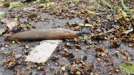 Close up of giant brown garden pest Spanish slug or Arion vulgaris or lusitanicus crawling outdoors on ground surface. Horticultural and agricultural invasive species in nature.の写真素材