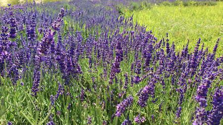 Closeup lush blooming English Lavender or Lavandula angustifolia with violet flowers planted outdoors on garden field at summer day. Natural background, macro shot, shallow focus.の写真素材