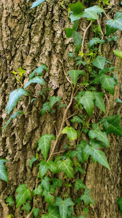 Closeup of lush green leaves of Hedera helix or Common ivy evergreen creeper plant climbing on tree trunk bark outdoors in spring forest. English ivy branch natural background.の写真素材