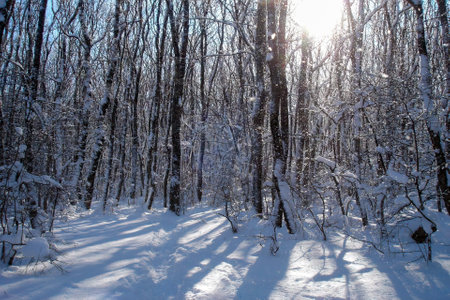 Winter landscape with snow covered forest and empty trail among snowdrifts at sunny winter day. With no people beautiful wintry natural background.の写真素材