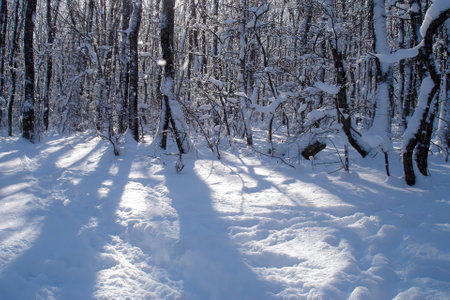 Snow covered deciduous forest with snowbound trees and empty track among snowbanks at sunny winter day. With no people beautiful wintry landscape.の写真素材