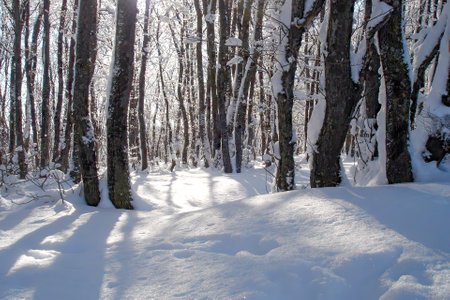 Winter landscape on the edge of snowbound forest with snow covered trees and fluffy clean snowbanks at sunny day. With no people beautiful wintry natural background.の写真素材