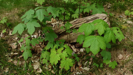 Closeup young sprouts of Maple tree and Acer pseudoplatanus with fresh green leaves on branch in deciduous forest at spring day. No people beautiful springtime natural background.の写真素材