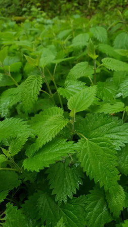 Closeup thicket of stinging nettle medicinal plant with fresh green leaves wet after rain and covered with water drops in spring forest at rainy day. Springtime natural backgroundの写真素材