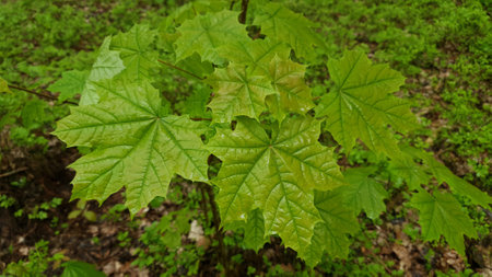 Close-up of fresh green maple tree leaves wet after rain and covered with water drops at rainy spring day. Beautiful springtime foliage natural background, shallow focus.の写真素材