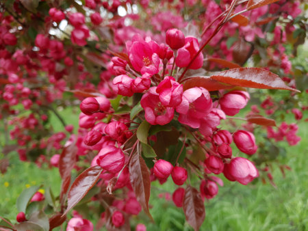 Closeup lush flowering paradise apple tree or Malus niedzwetzkyana ornamental plant in full blossom with vivid pink red flowers on branch in spring garden. Springtime background,.の写真素材