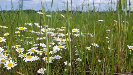 Close-up lush blooming wild daisy or chamomile or ox-eye daisy with white flowers among green grass growth on meadow field at summer day. Summertime wildflower natural background.の写真素材