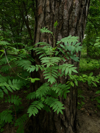 Young sapling of Rowan or Mountain ash or Sorbus aucuparia with fresh green leaves against old pine tree trunk growth in dense forest at spring day. Springtime natural background.の写真素材