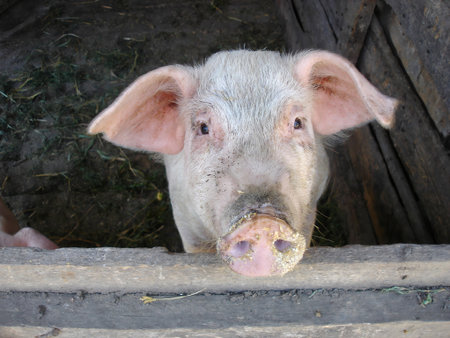 Close-up shot of single piglet looking at camera in shed with wooden fence in pig farm. With no people rural scene, agricultural and husbandry theme.の写真素材