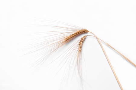 ear of wheat on white backgroundの写真素材