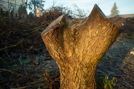 Deforestation for firewood for heating. Blackout. Preparation of brushwood for the winter, furnace firebox. Deforestation of beautiful pristine forest areas.fuel for heating. winter.Wood cutting, burning wood, destroying the environment. High quality photoの写真素材