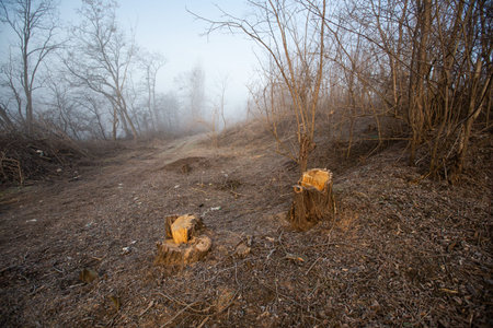 Deforestation for firewood for heating. Blackout. Preparation of brushwood for the winter, furnace...