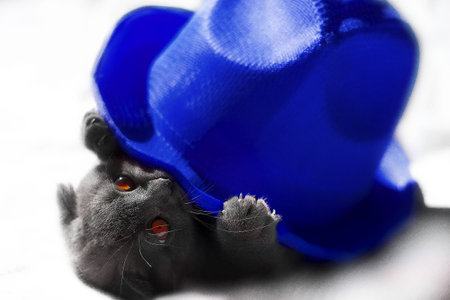 lop-eared british cat gray and purple hue. Scottish cat. Fold-eared Scotsman. Beautiful cat close-up. Creative photo. High quality photoの写真素材