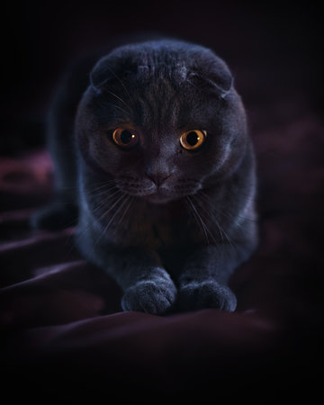 lop-eared british cat gray and purple hue. Scottish cat. Fold-eared Scotsman. Beautiful cat close-up. Creative photo. High quality photoの写真素材