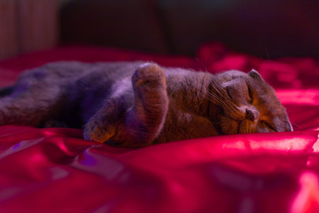 lop-eared british cat gray and purple hue. Scottish cat. Fold-eared Scotsman. Beautiful cat close-up. Creative photo. High quality photoの写真素材