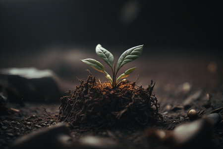 Sprout or seedling. eco , agriculture, nature firm, ecology, healthy organic and farm fresh food. micro greens. Fresh organic sprouted seeds.の写真素材