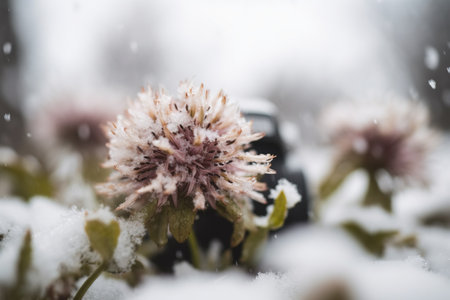 Sudden and unexpected cold snap in early spring, cold climate, spoiled weather, snow wind, early cold, morning frost, empty cities and streets, snow-covered landscapes, gloomy desolation.の素材