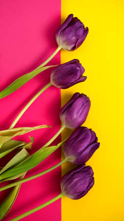 Beautiful purple tulips on a vertical pink and yellow background. Tulips are laid out in a row. Spring Holidays. Festive floral background.の写真素材