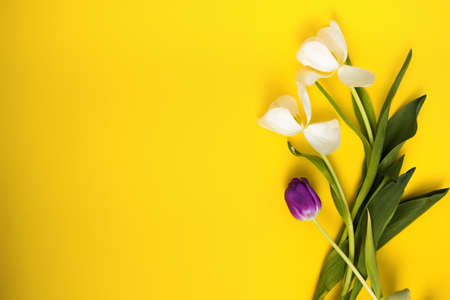 Two white and one purple tulip lie on a yellow background. Horizontal arrangement top view. Holiday...