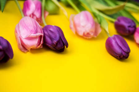 Pink and purple tulips with closed buds. Close-up of several colors in focus, others are blurred. Festive background for printing calendars, notebooks, greeting cards. Horizontal yellow background.の写真素材