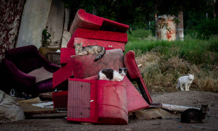 Street cats sit on old broken furniture.の写真素材