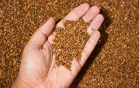 Hand holding buckwheat.の写真素材
