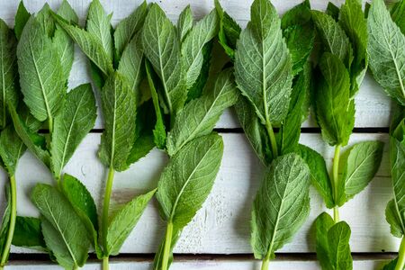 Fresh mint on a wooden background. Mint plant.