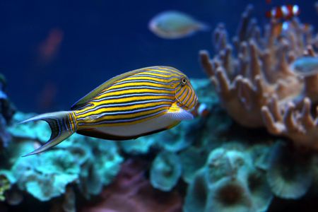 Tropical  fish №5の写真素材