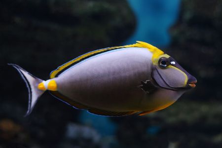 Tropical  fish №6の写真素材